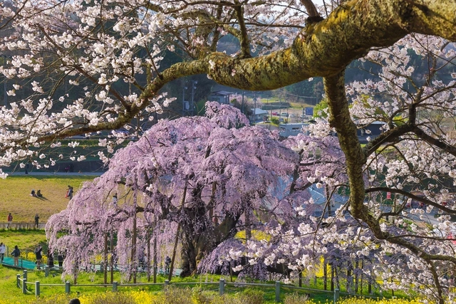 Vuelo charter a Japón para ver los cerezos en flor