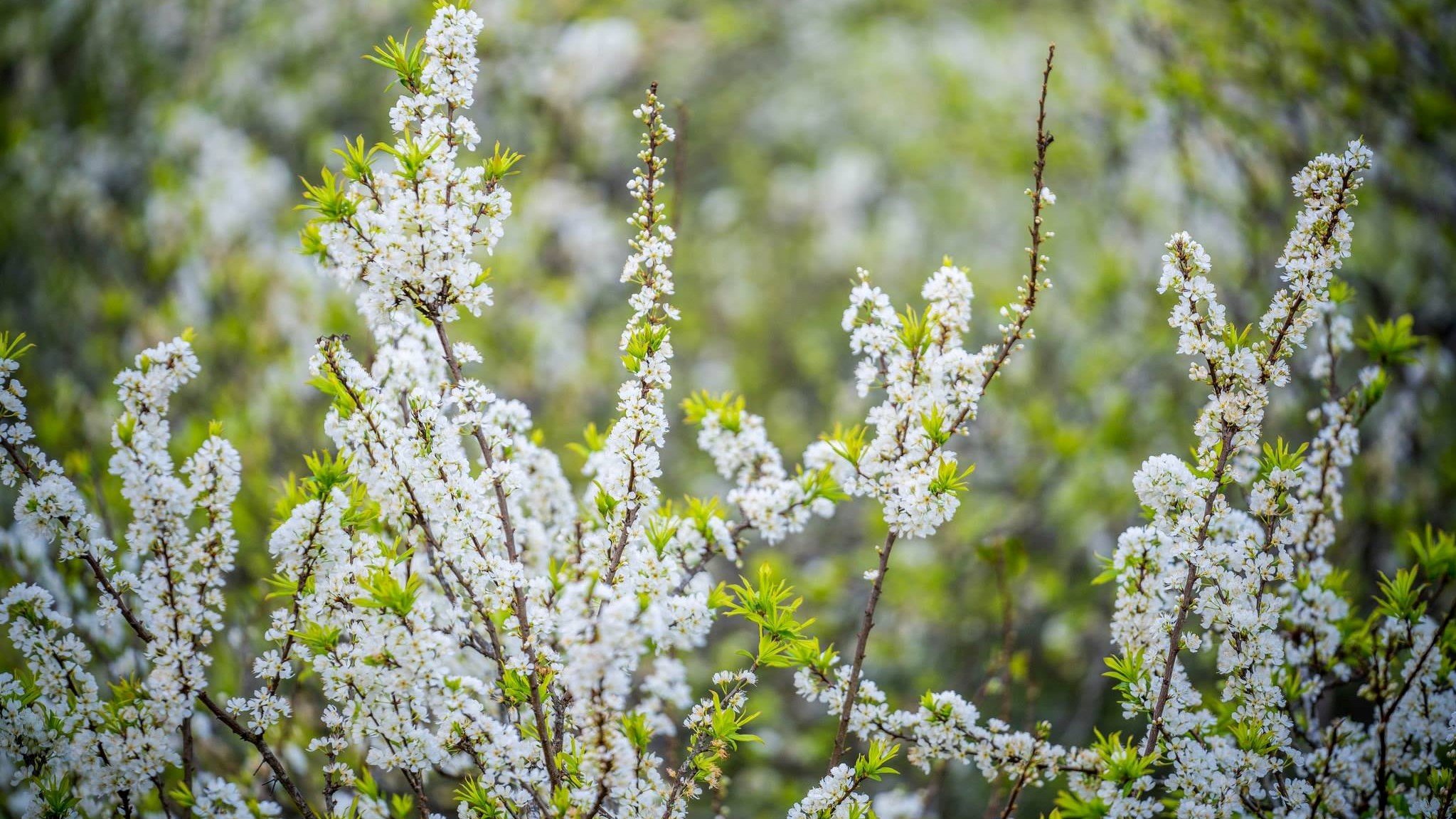 Campen Sie, um nachts in Moc Chau die weißen Pflaumenblüten blühen zu sehen