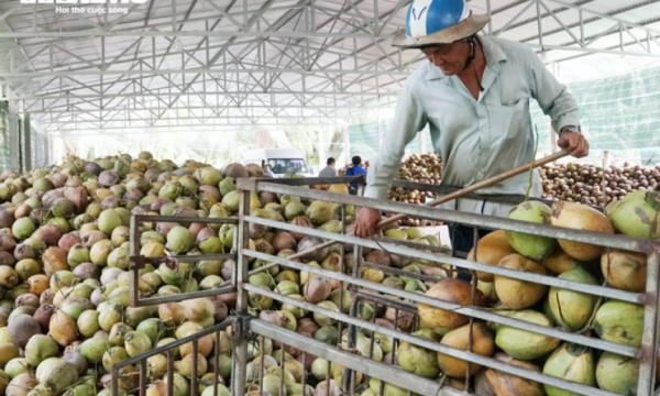 Coconut fever, businesses are 'red-eyed' looking to buy raw materials