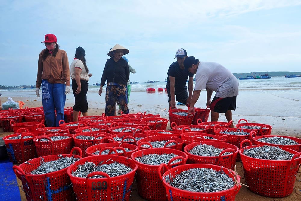 Một loài cá xuất hiện dày đặc, ngư dân đánh tàu đi 1 đêm bắt được hàng tấn, lãi ngay 20-40 triệu đồng - Ảnh 1.