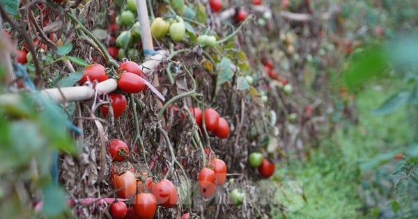 Des tonnes de tomates mûres dans le jardin sans acheteur