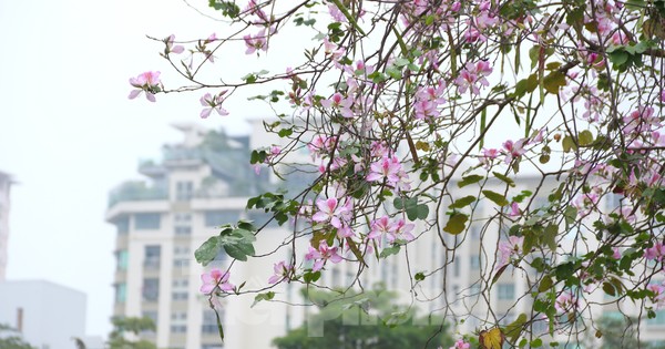 ハノイの中心部で早咲きのバンの花に驚かされる