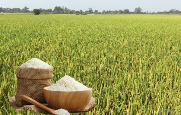 Tendencia del arroz fresco a la baja