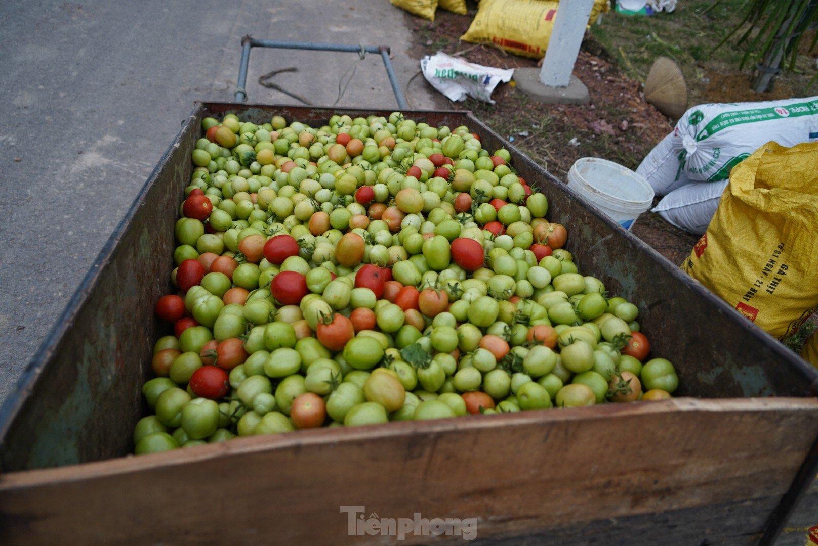 Toneladas de tomates maduros en el huerto sin compradores foto 9