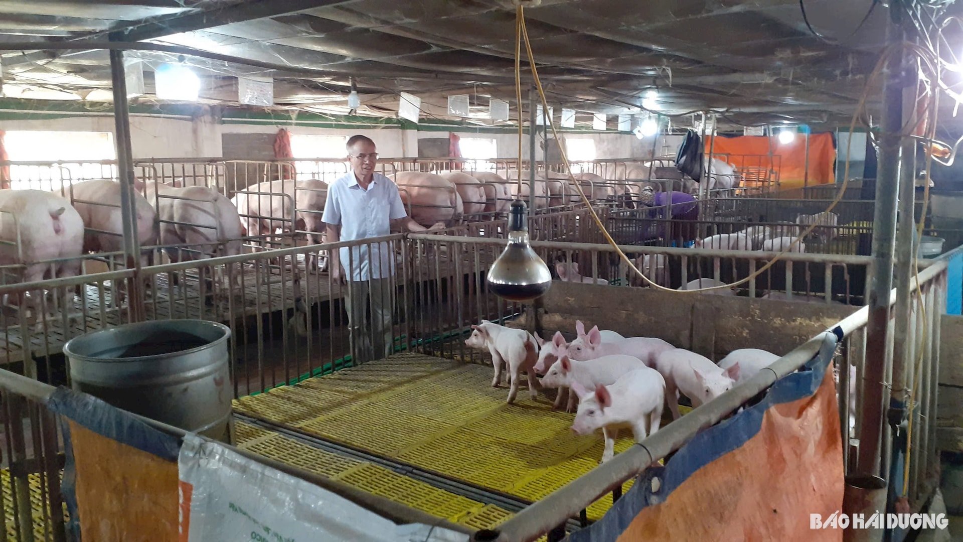 Mr. Nguyen Khac Chuc checks and takes care of pigs for meat and breeding.