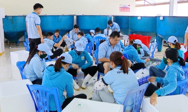 Công ty TNHH Việt Úc Quảng Ninh: Nỗ lực cán đích trên 1 tỷ con giống tôm thẻ chân trắng