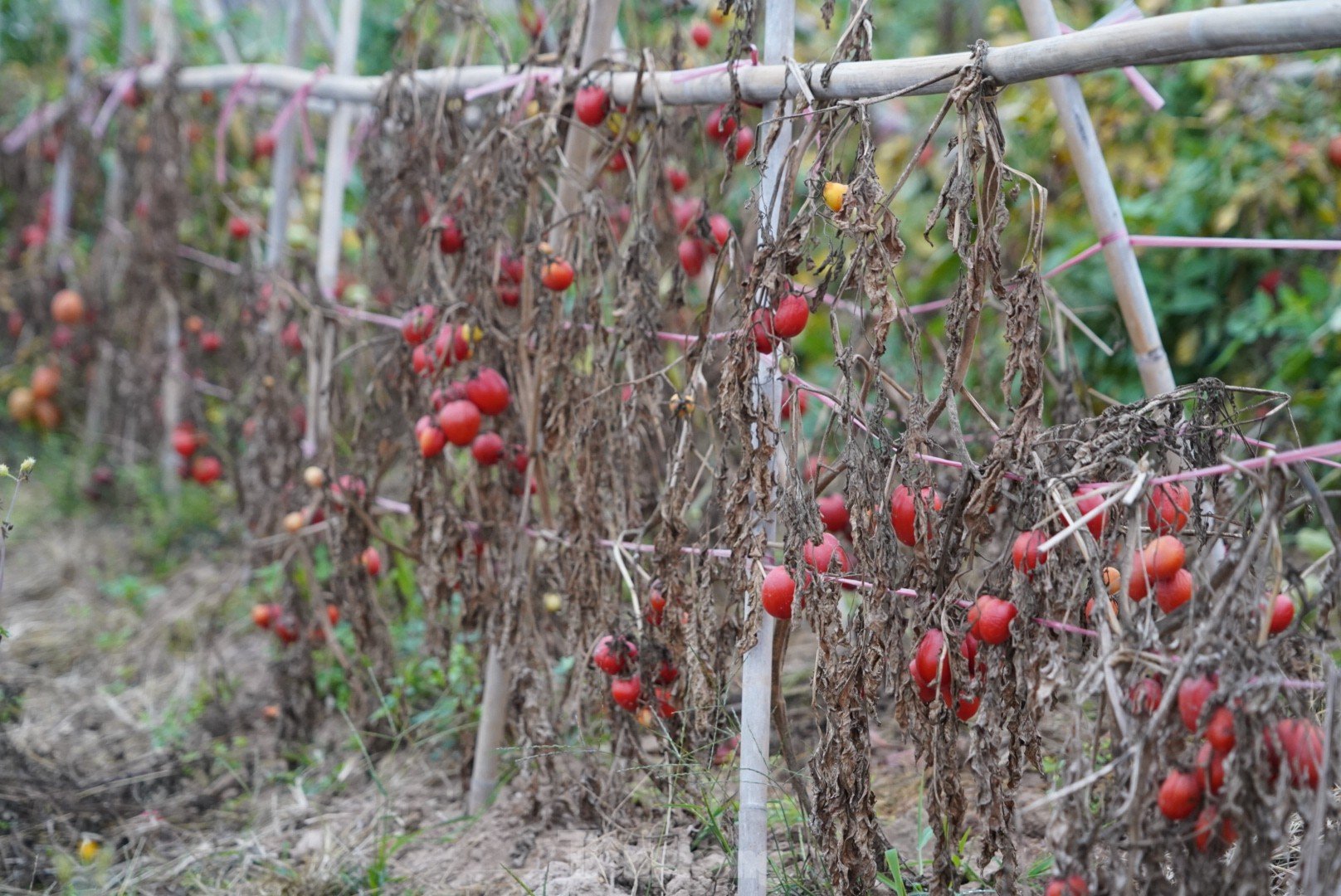 Toneladas de tomates maduros en el huerto sin compradores foto 2