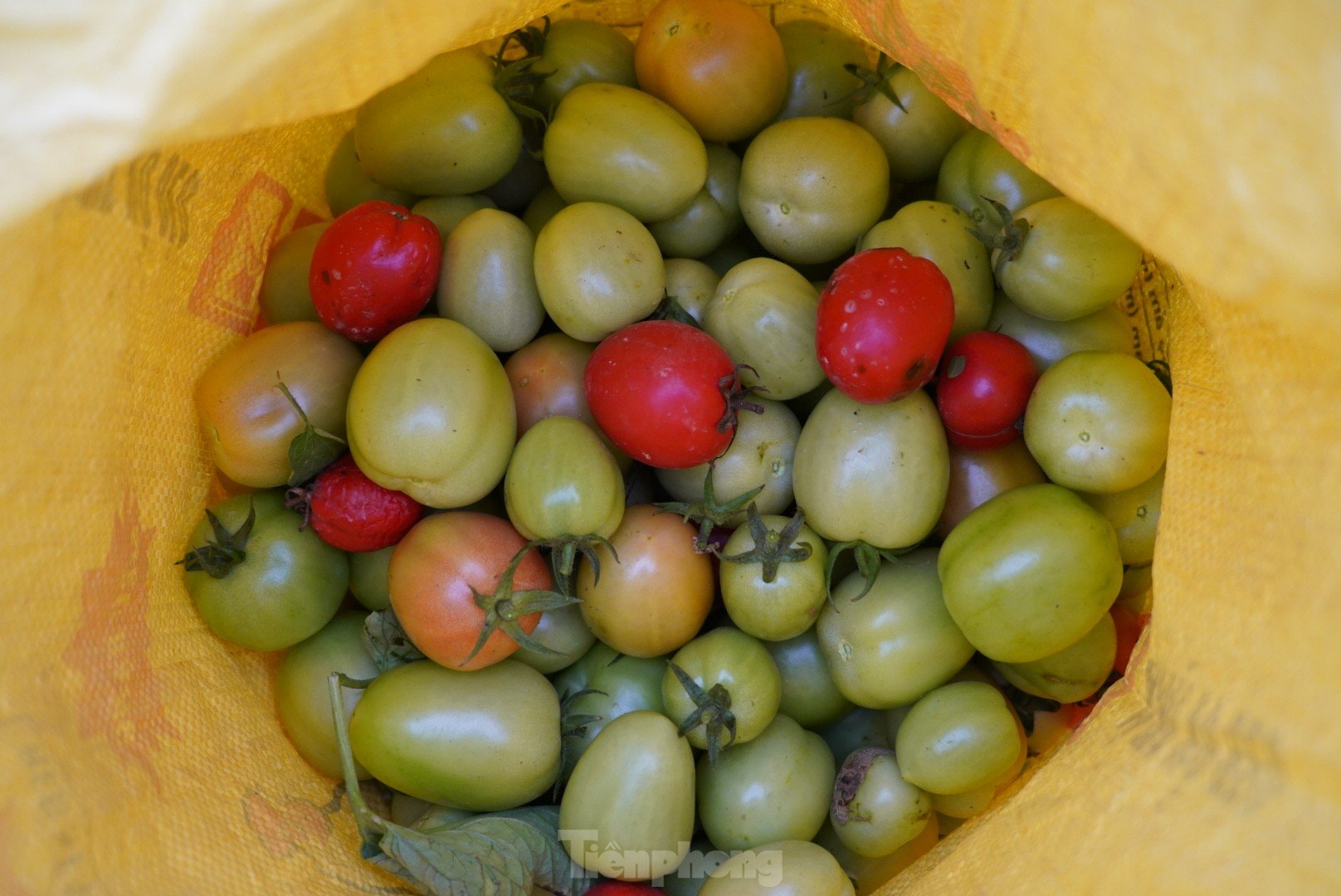 Toneladas de tomates maduros en el huerto sin compradores foto 11