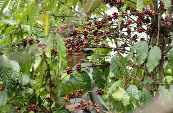 Giá cà phê Robusta giảm còn 5.641 USD/tấn