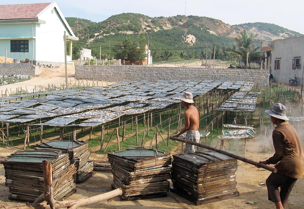 Một loài cá xuất hiện dày đặc, ngư dân đánh tàu đi 1 đêm bắt được hàng tấn, lãi ngay 20-40 triệu đồng - Ảnh 7.