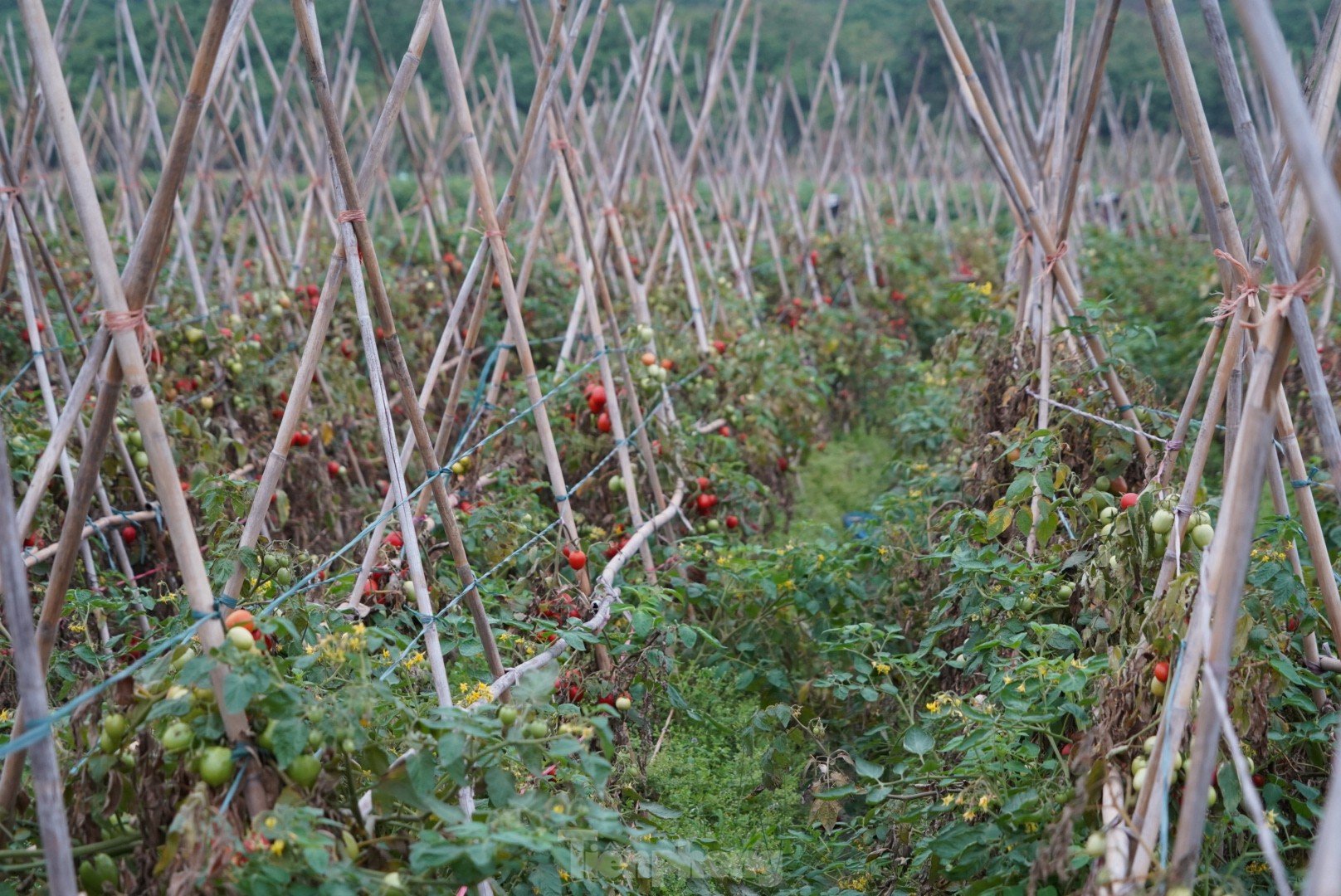 Toneladas de tomates maduros en el huerto sin compradores foto 4