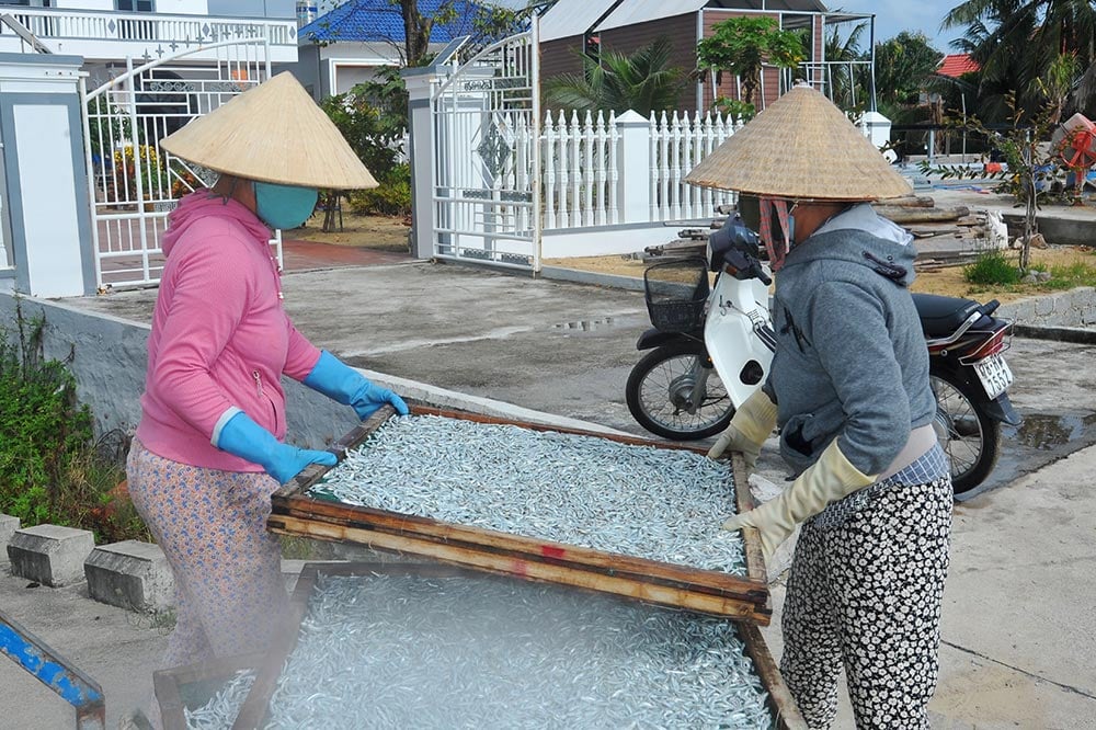 Một loài cá xuất hiện dày đặc, ngư dân đánh tàu đi 1 đêm bắt được hàng tấn, lãi ngay 20-40 triệu đồng - Ảnh 6.