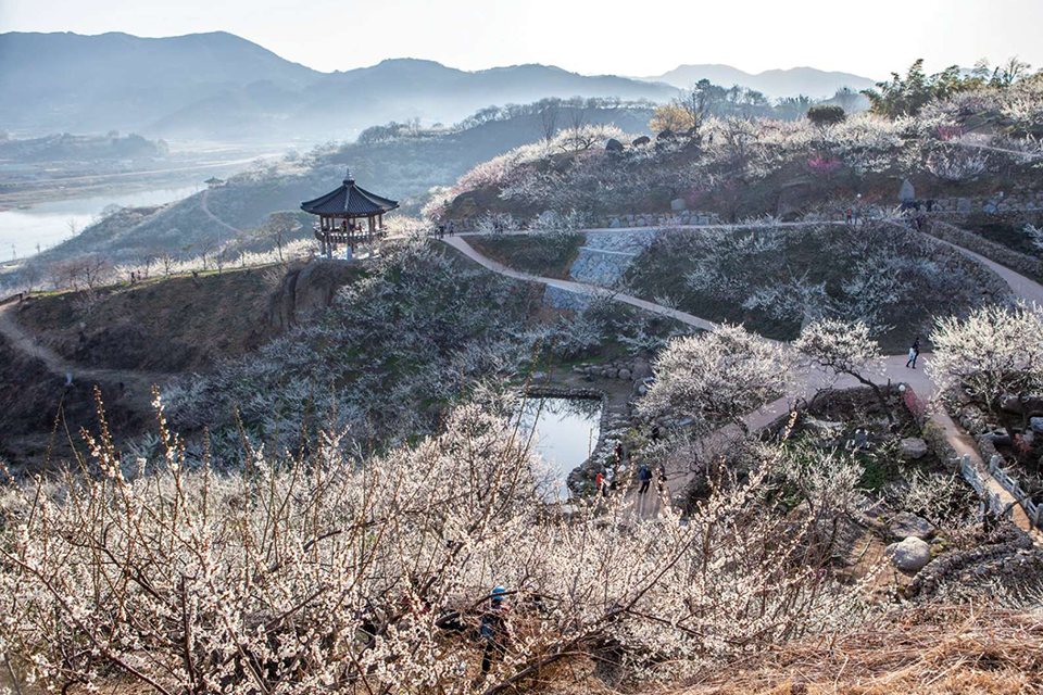 梅の花を見に光陽へ行こう - 韓国の魅力的な春の観光地