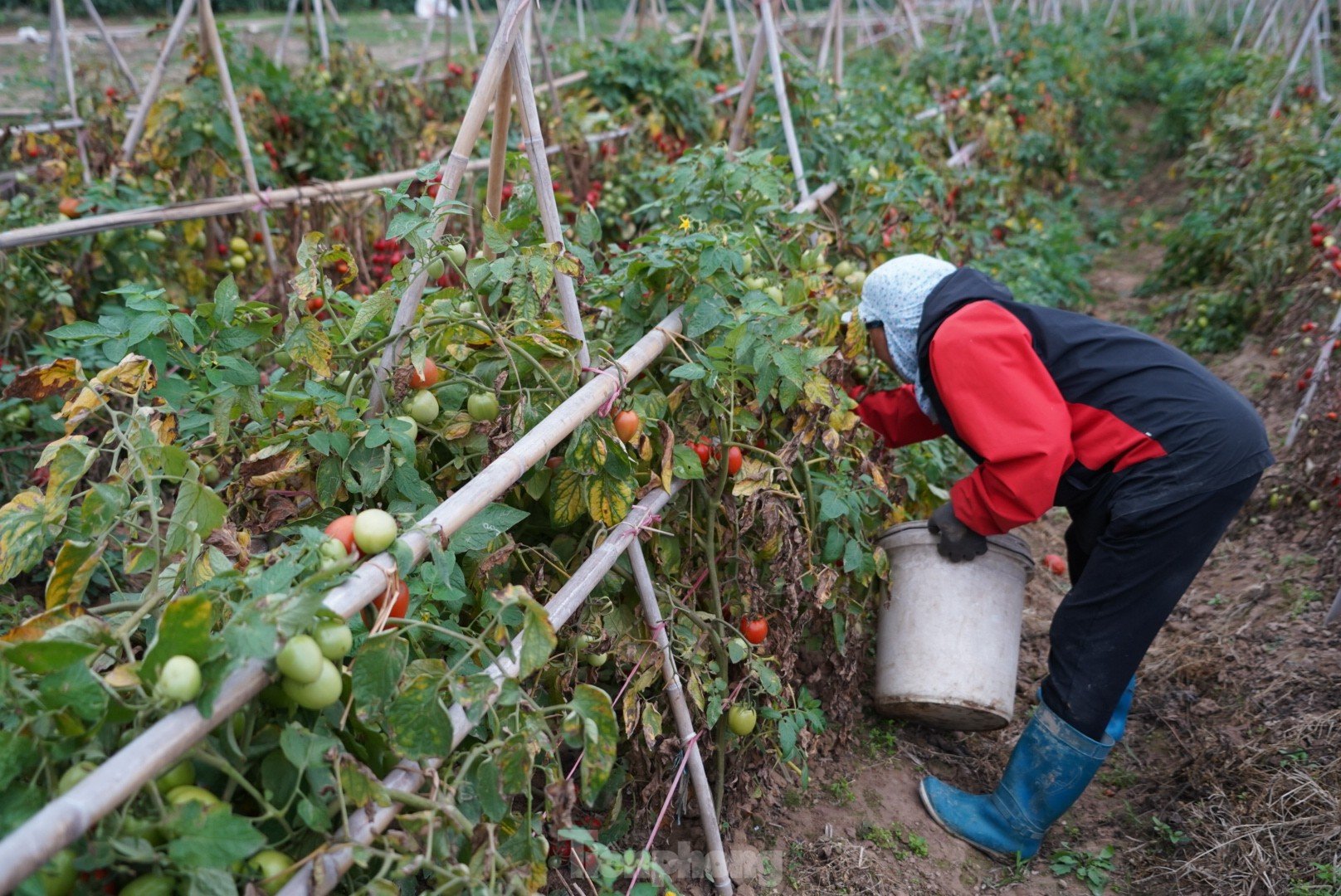 Toneladas de tomates maduros en el huerto sin compradores foto 3