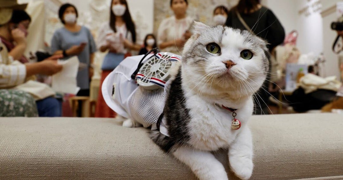 Las empresas japonesas compiten para responder al 'Día del Gato'