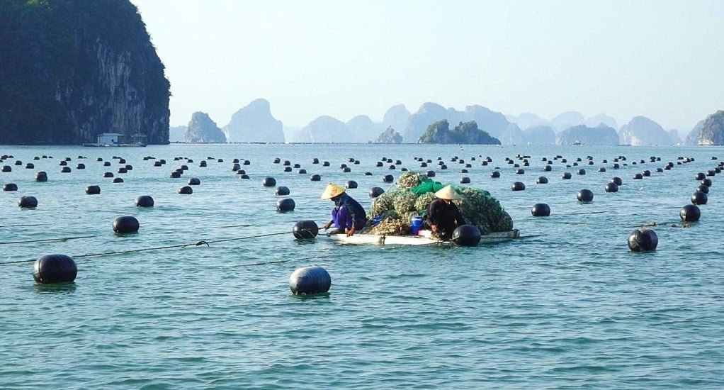 ครัวเรือนเพาะเลี้ยงสัตว์น้ำในจังหวัดแวนดอนปล่อยทุ่นและปลูกพันธุ์ใหม่ๆ อย่างต่อเนื่อง ภาพถ่าย: งานฮา ศูนย์วัฒนธรรมและข้อมูลอำเภอวานดอน