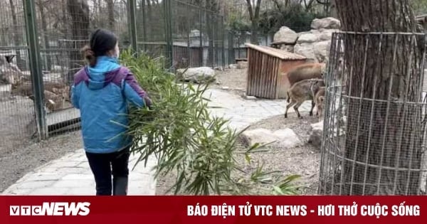 Une diplômée de Cambridge postule pour travailler dans un zoo afin de nettoyer les excréments et de s'occuper des animaux, provoquant une controverse