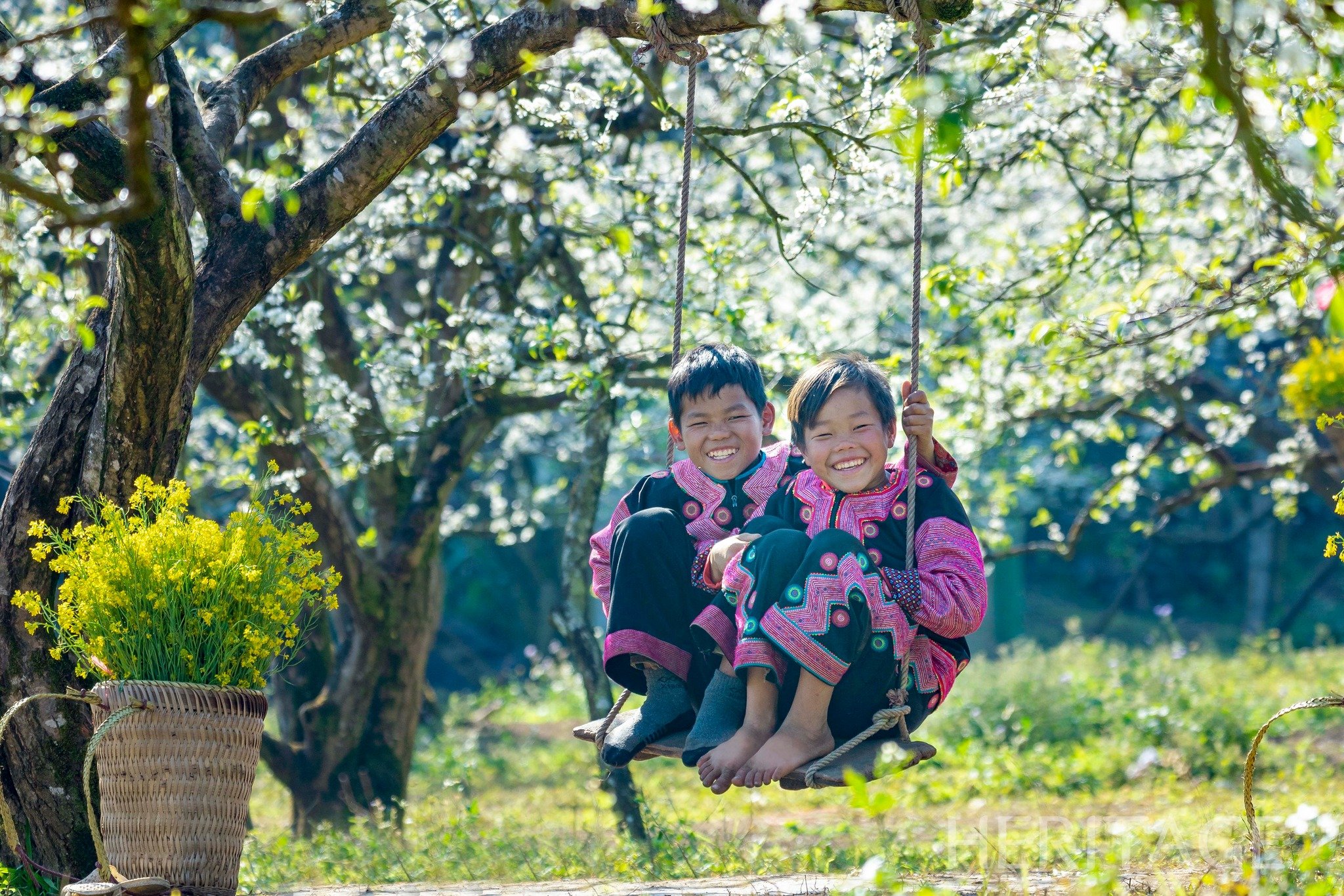 Son La: Moc Chau plum blossom season attracts many tourists