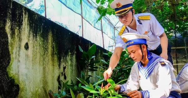 90.000 cây xanh đã trồng thành công trên quần đảo Trường Sa, tỉnh Khánh Hòa, quần đảo của VN