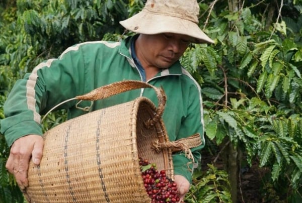 Die Kaffeepreisprognose für morgen, den 23. Februar 2025, wird stabil sein