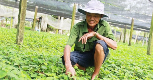 Cultiver de la menthe poivrée, faire pousser des arbres de construction et devenir riche, un agriculteur de Long An a reçu un certificat de mérite du Premier ministre