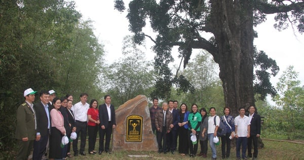 ដើមគ្រួសក្នុងថង់ទឹកប្រមាត់អាយុ 500 ឆ្នាំនៅខេត្ត Quang Nam ត្រូវបានទទួលស្គាល់ជា "ដើមឈើបេតិកភណ្ឌវៀតណាម"