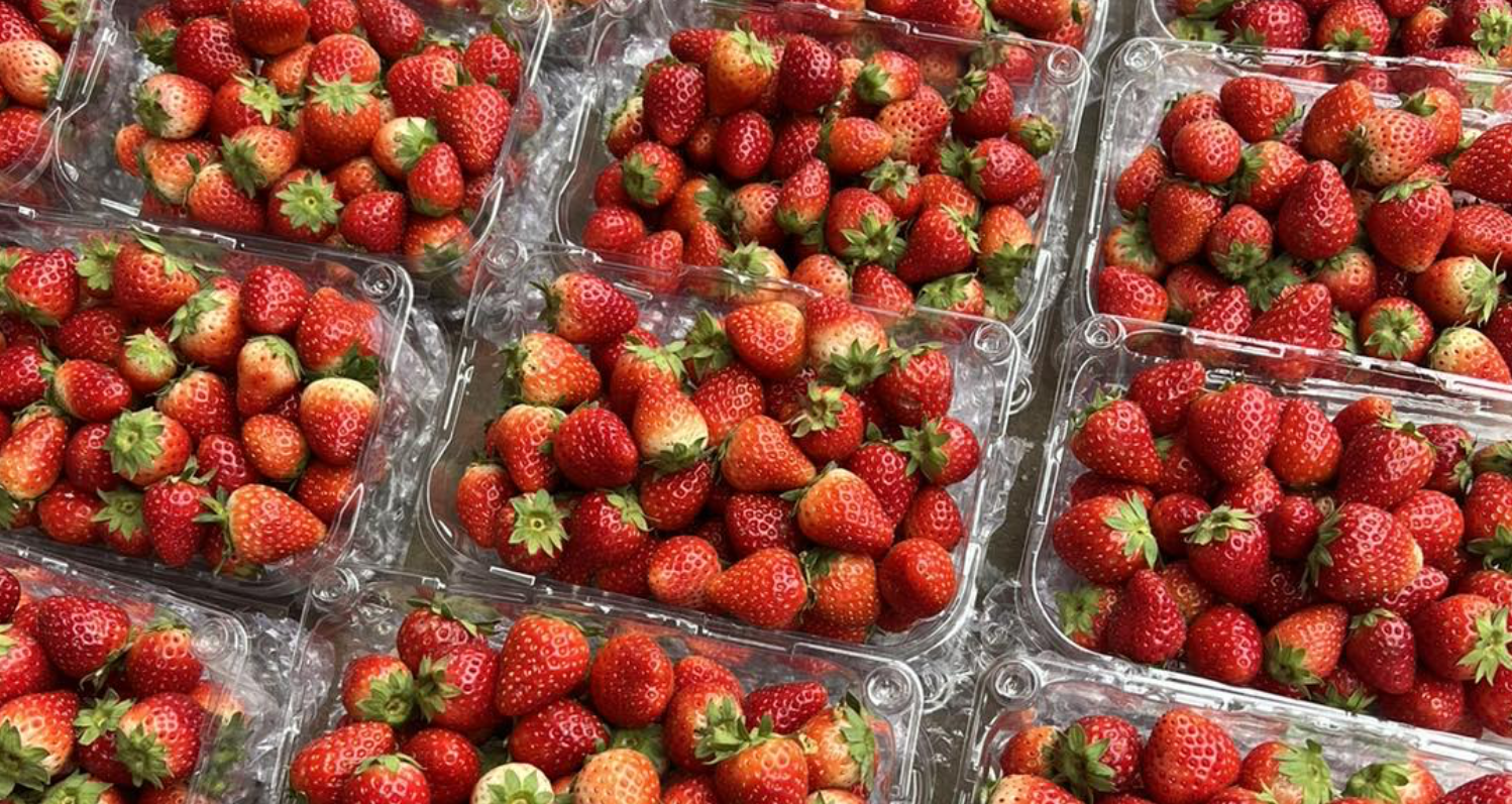 'Carreras' con cerezas, la especialidad de fresa de Son La tiñe el mercado de rojo con una rebaja de precio sin precedentes