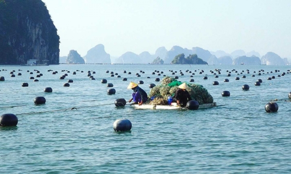 Beschleunigen Sie den Fortschritt des Aquakultur-Meerestransfers