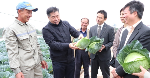 Nông dân Nam Định trồng bắp cải "khổng lồ" theo kiểu Nhật Bản, thương lái xuống tiền mua cả ruộng