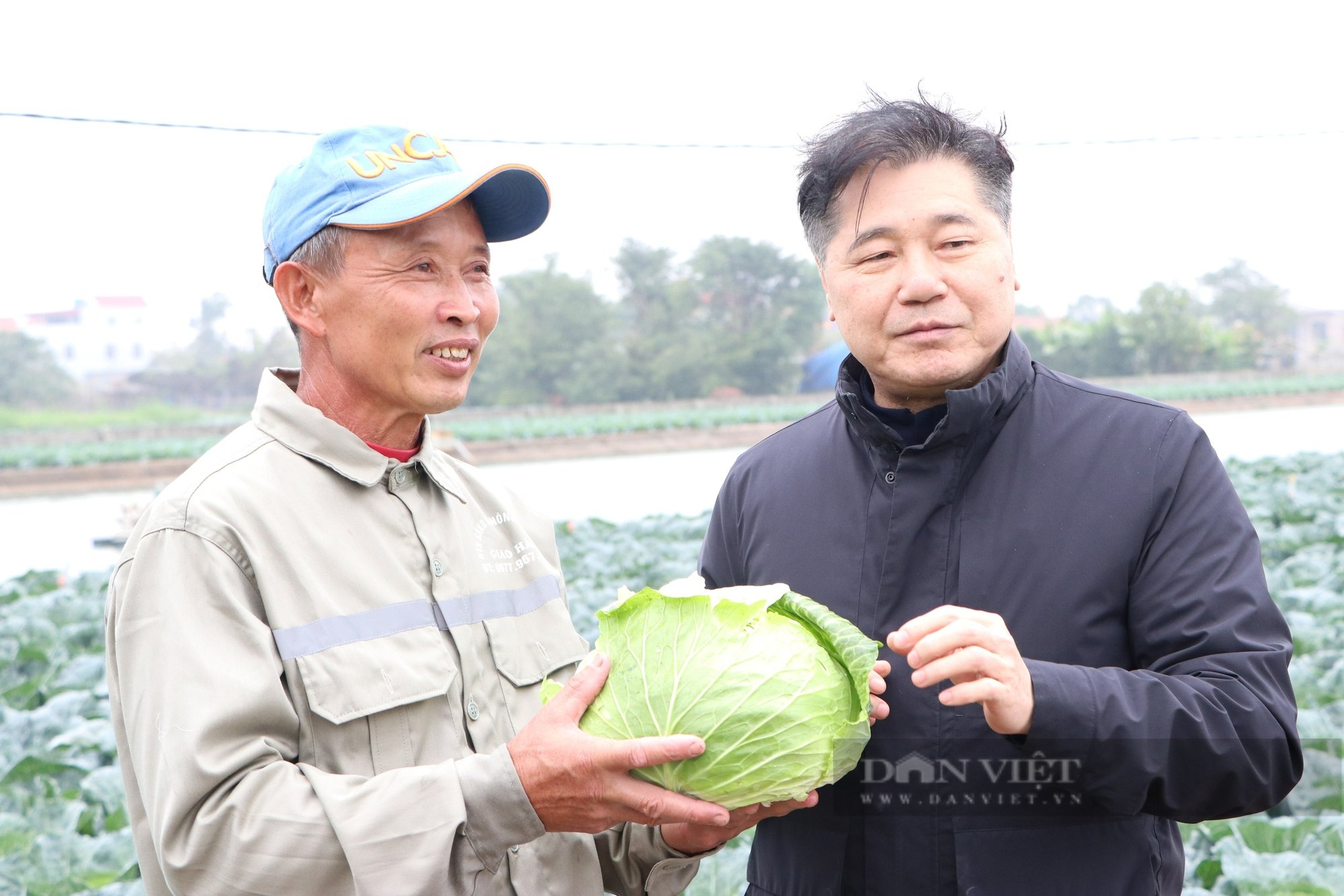 Nông dân Nam Định trồng bắp cải 