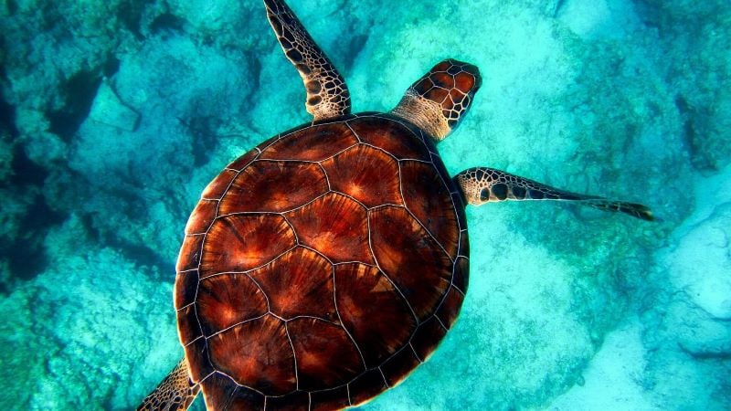 Sea turtles change nesting methods to cope with climate change