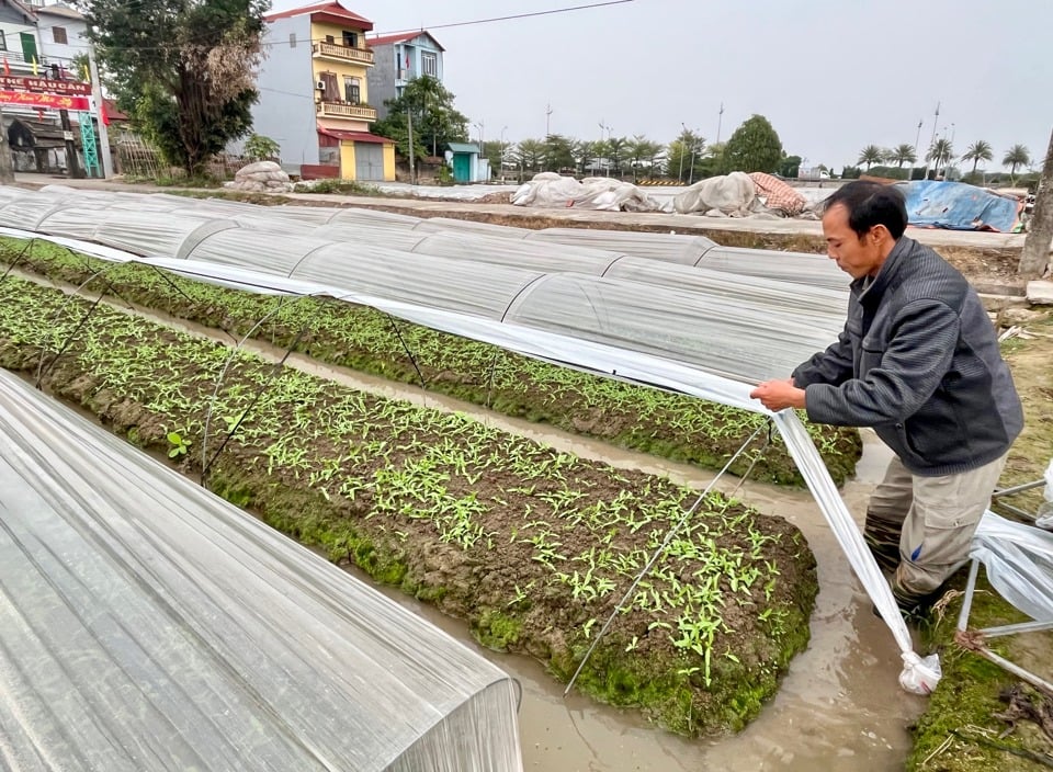 Covering with plastic is a popular solution for people to prevent rain and cold for vegetables.