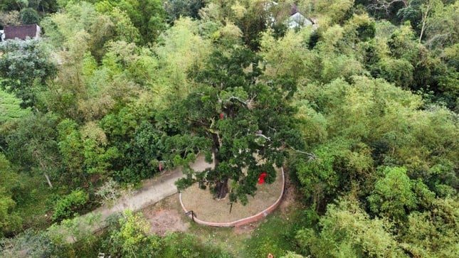 El baniano de 500 años de antigüedad de Quang Nam acaba de ser reconocido como Patrimonio de la Humanidad. Imagen 2