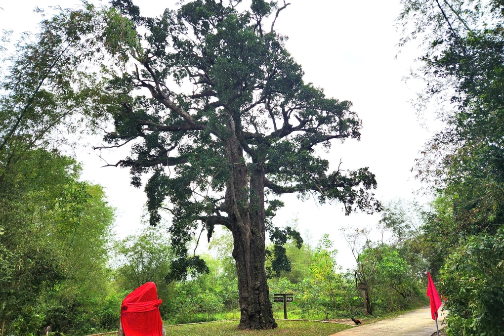 Un árbol baniano de 500 años de antigüedad en Quang Nam acaba de ser reconocido como Patrimonio de la Humanidad.