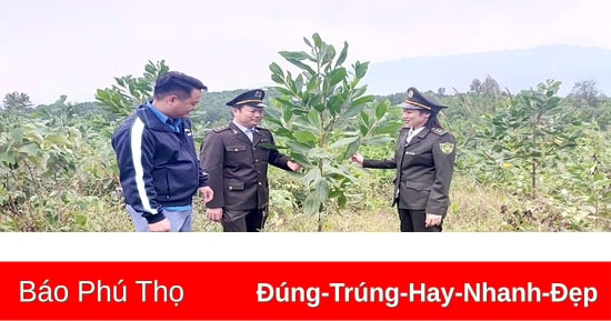 Chú trọng công tác phát triển rừng