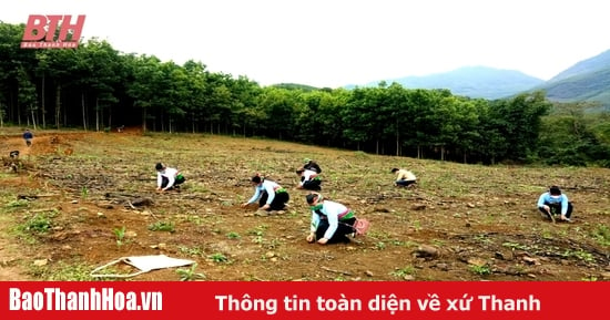 Improve the economic efficiency of forest plantations