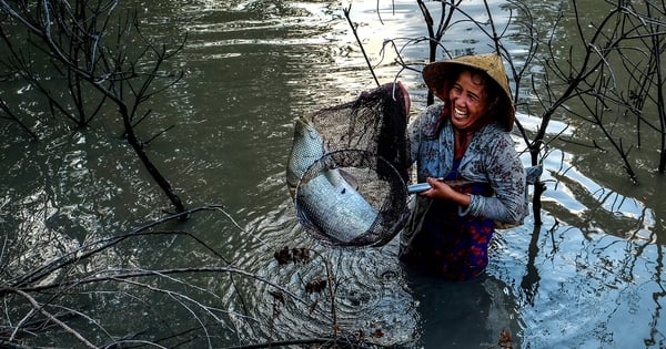 Nông dân Cà Mau thả thứ gì xuống ao nuôi tôm mà cá to, cá nhỏ say đứ đừ, bắt dễ như ăn kẹo?