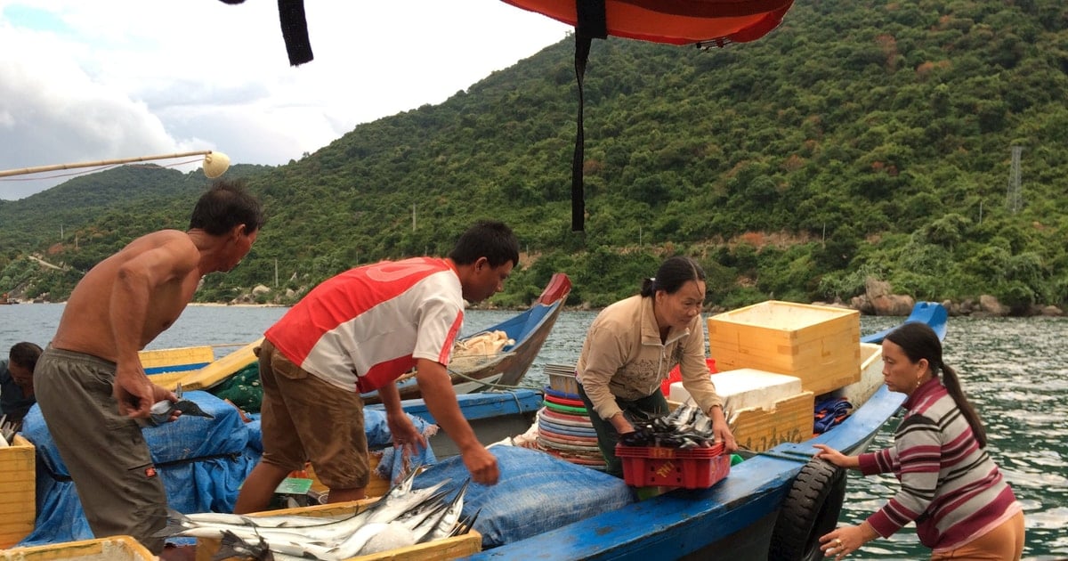 Pesca y turismo a tiempo parcial en la isla de Cu Lao Cham