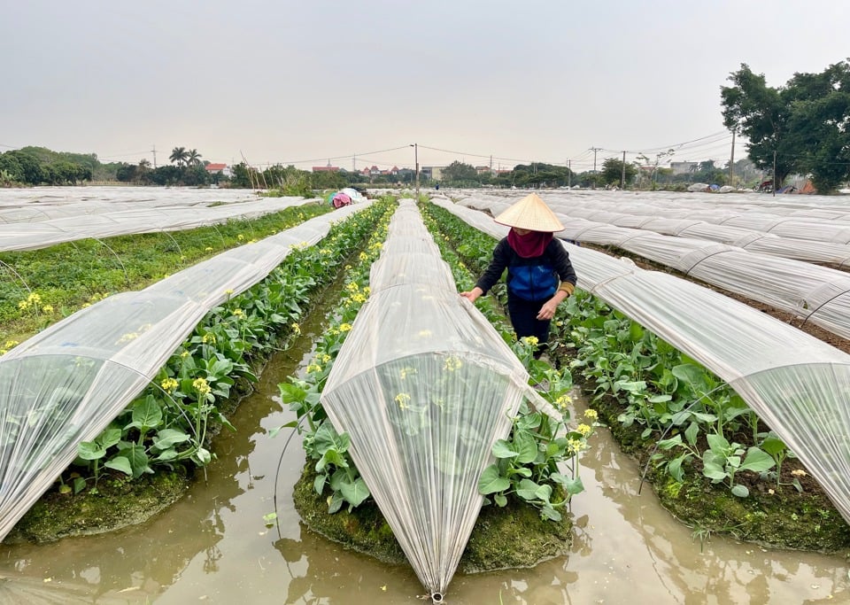 Farmers in Van Noi commune (Dong Anh district) check the status of vegetables.