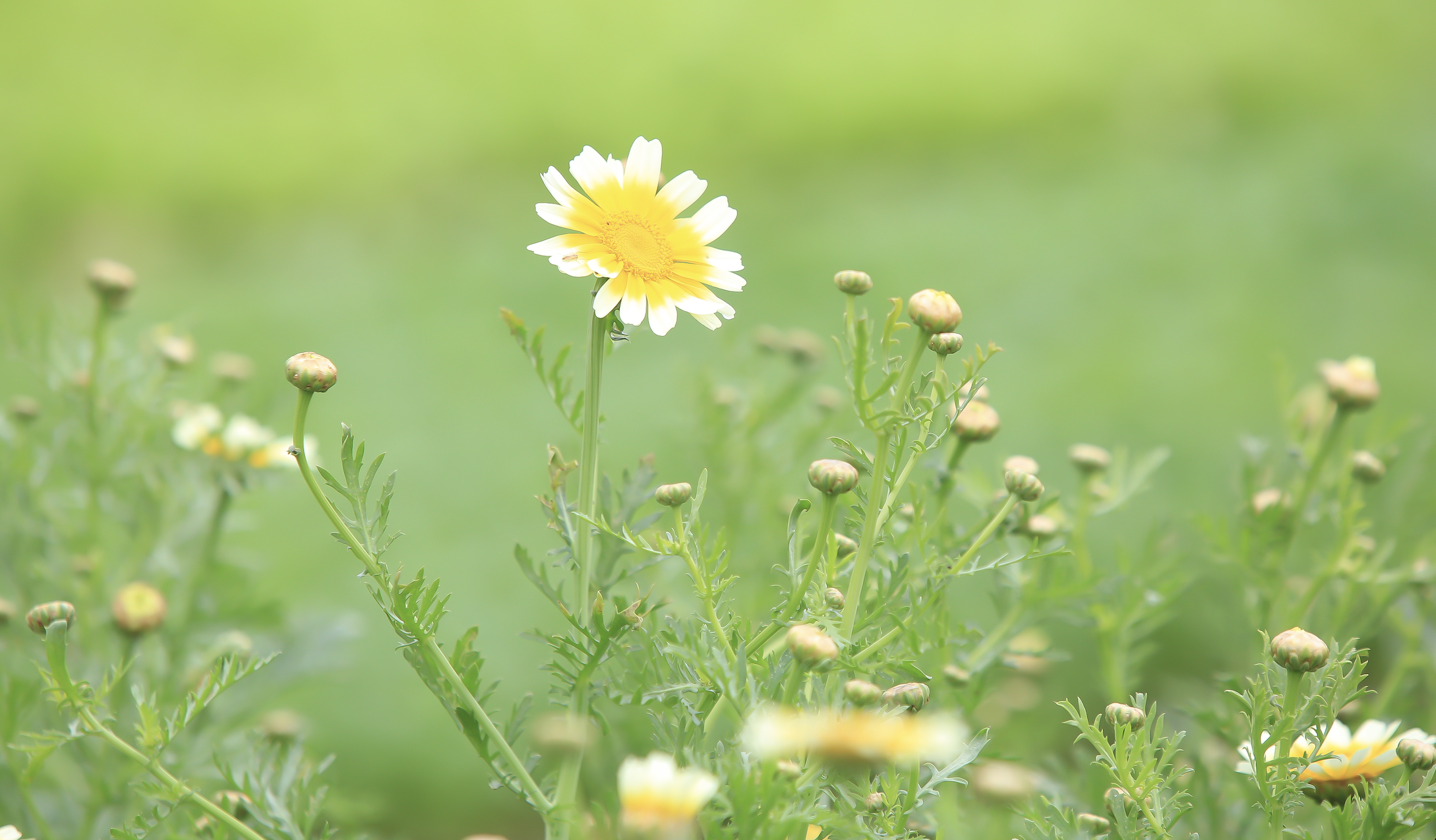 フエの川沿いに咲き誇る花園に大勢の人が訪れる