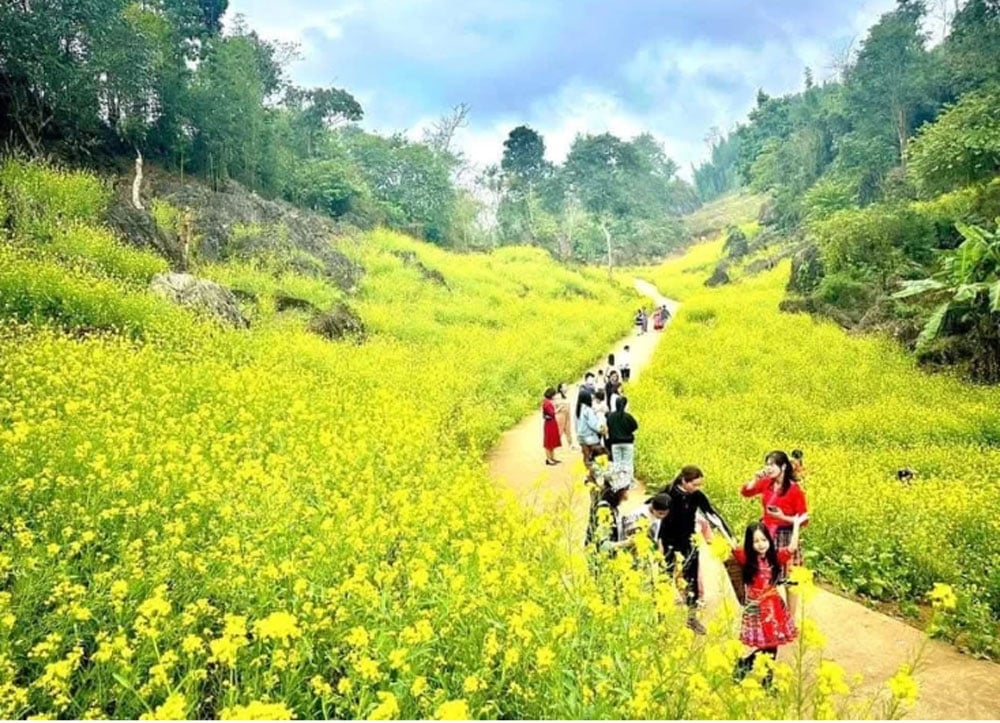 ផ្លូវផ្កា Canola ដ៏ស្រស់ស្អាតនៅ Suoi Giang