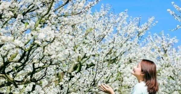 モクチャウの梅の花は「純白のコートをまとっている」ようで、観光客を魅了する