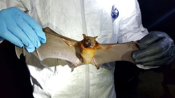 New Coronavirus Strain Discovered from Bats: Potential Risk Despite Low Spread Ability