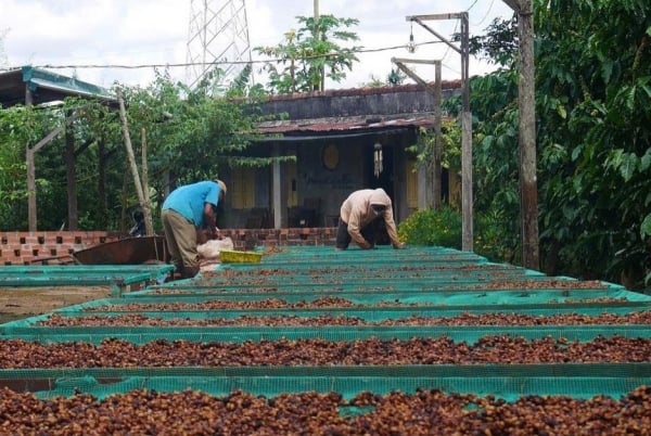 Coffee price today 23/2/2025 increased, nearing historical peak