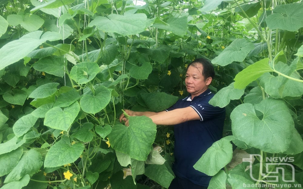 High-tech vegetable and fruit production (greenhouses, net houses) to create safe products at Green Livestock Cooperative (Song Cong City) is an inevitable trend, contributing to maintaining the growth momentum of agriculture and forestry.