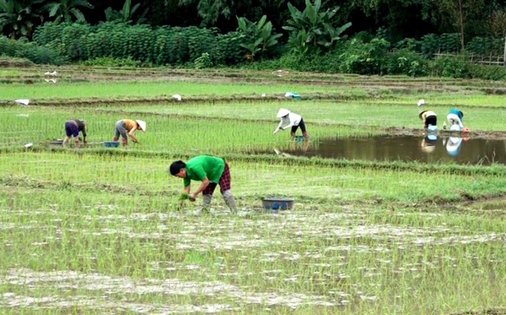 Yên Bái cơ bản gieo cấy xong diện tích lúa xuân