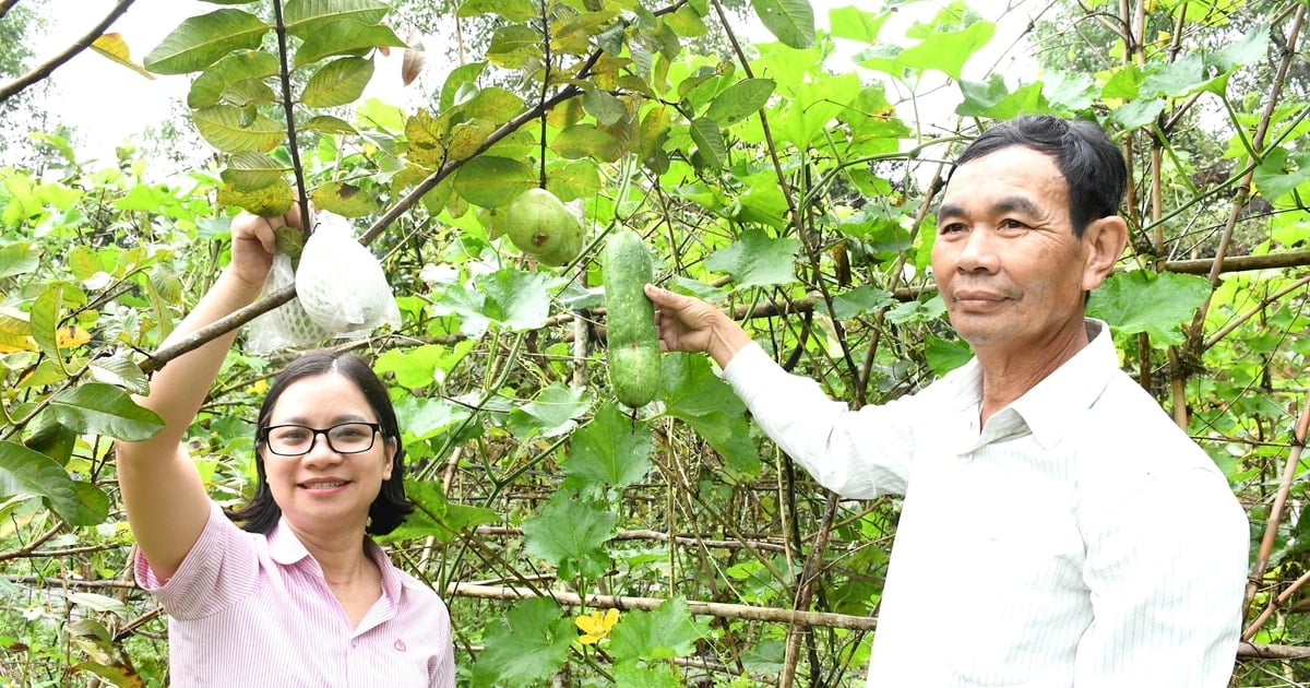 ឆ្លើយតបនឹង "ឥណទានបៃតង" Quang Nam រង់ចាំយន្តការ និងគោលនយោបាយបើកចំហ