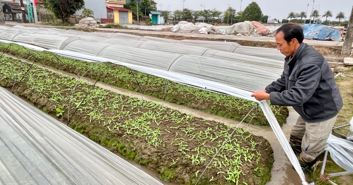 Les agriculteurs « luttent pour résister au froid et à la pluie pour leurs légumes »