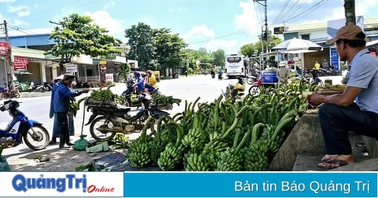 Proposition visant à ajouter et à intégrer le marché de la banane de Tan Long dans la planification de la province de Quang Tri