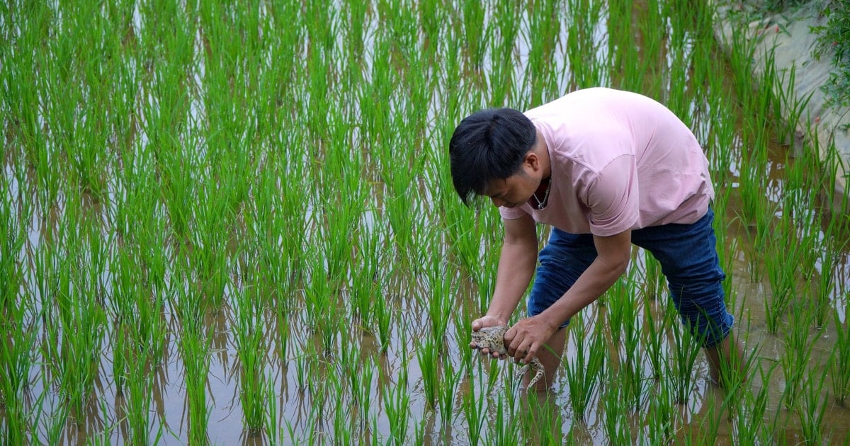 Unique intensive frog farming model in rice fields